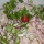 Wurstsalat, Frühlingsvariante